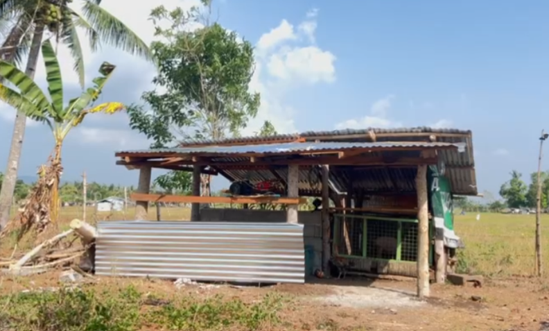 Backyard baboyan sa Masbate with 4 pigs in a clean and simple pigpen